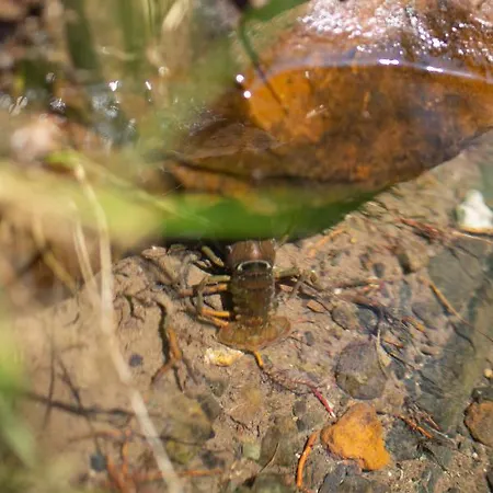 Alpehytte Brvnara Mila Pranjani