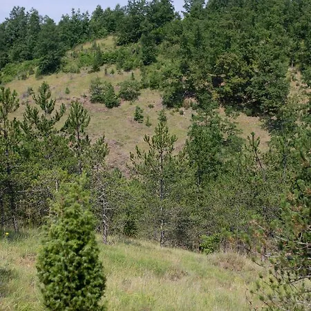 Chalet Brvnara Mila *