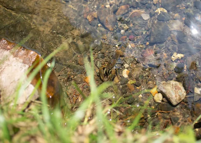 Brvnara Mila شاليه *